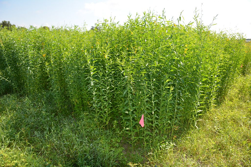 unn hemp cover crop grown on certified organic land