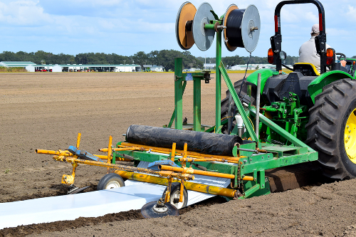 Laying plastic mulch after applying the anaerobic soil disinfestation technique