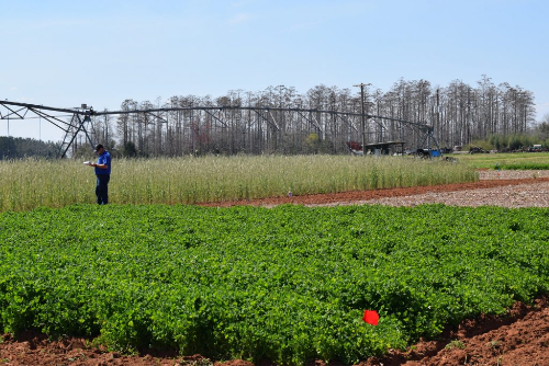 Crimson clover and cereal rye grown at the West Florida Research and Education Center in Jay, FL