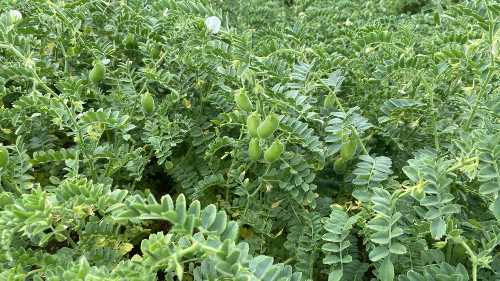 Chickpea crop grown at the UF/IFAS Plant Science Research and Education Unit in Citra, FL