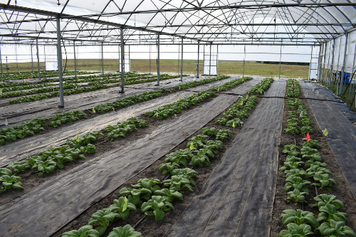 Pak choi grown organically in a high tunnel