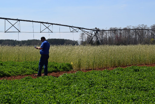 Farmer evaluating cover crops