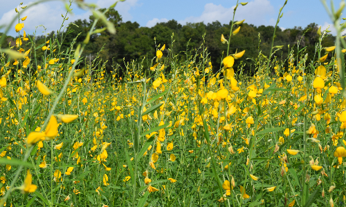 Sunn hemp cover crop grown on certified organic land