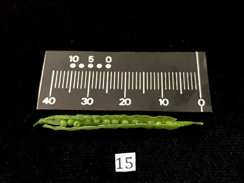 Yukina savoy seed pod measured post-harvest