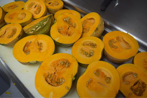 Specialty pumpkins (calabaza) post-harvest at the UF/IFAS P