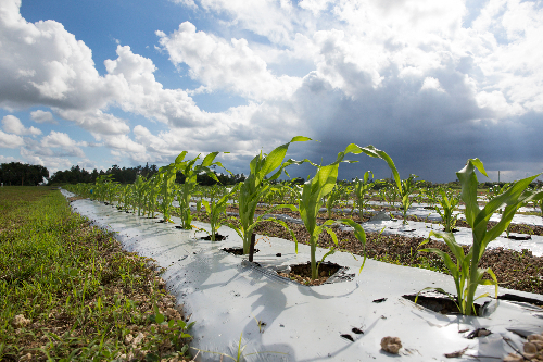 Rows of corn at the tropical research and education center